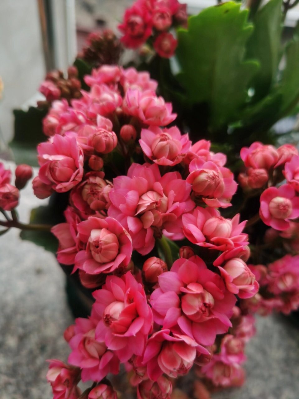 长寿花之马德里,惊艳,两个超大花 #我的养花日常# #养花日记# #长寿花