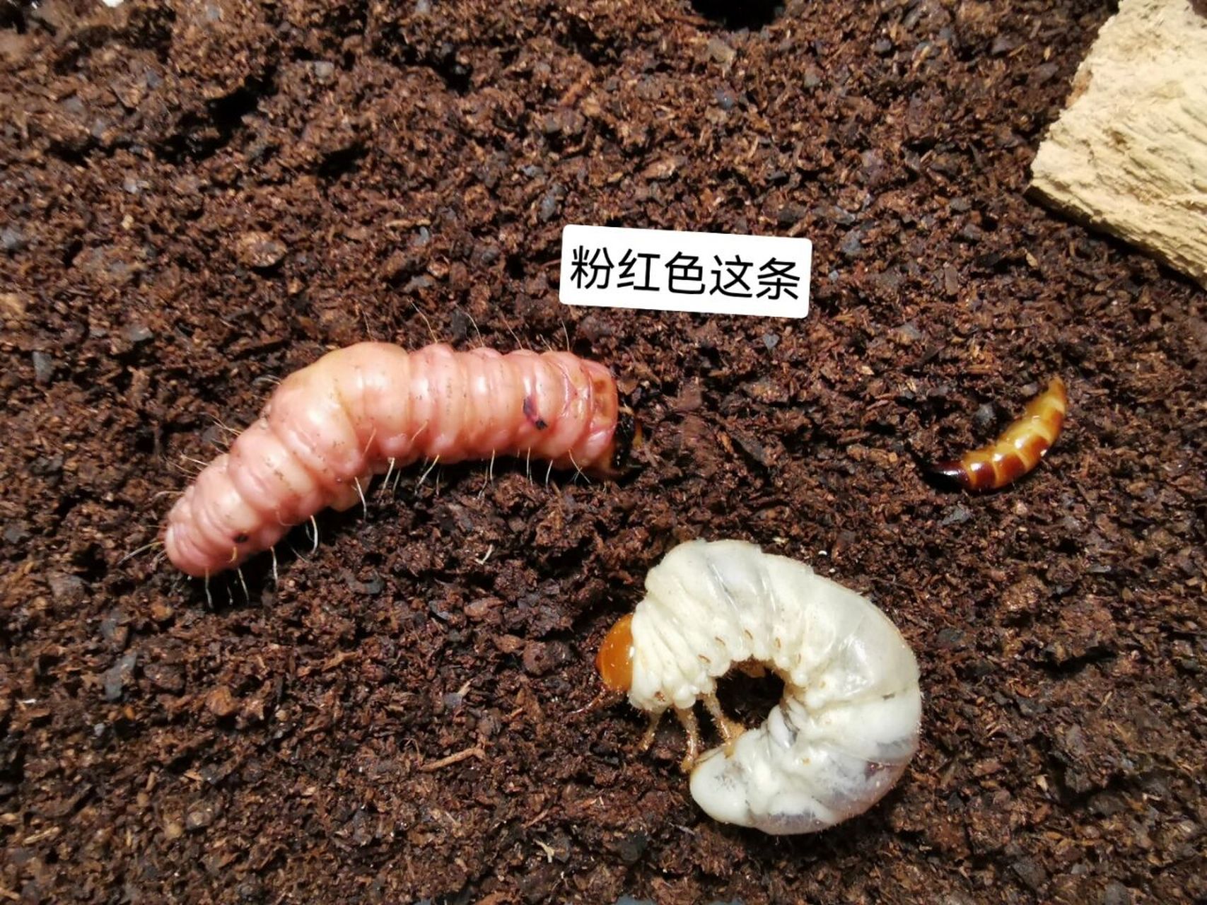 甲虫幼虫叫什么图片