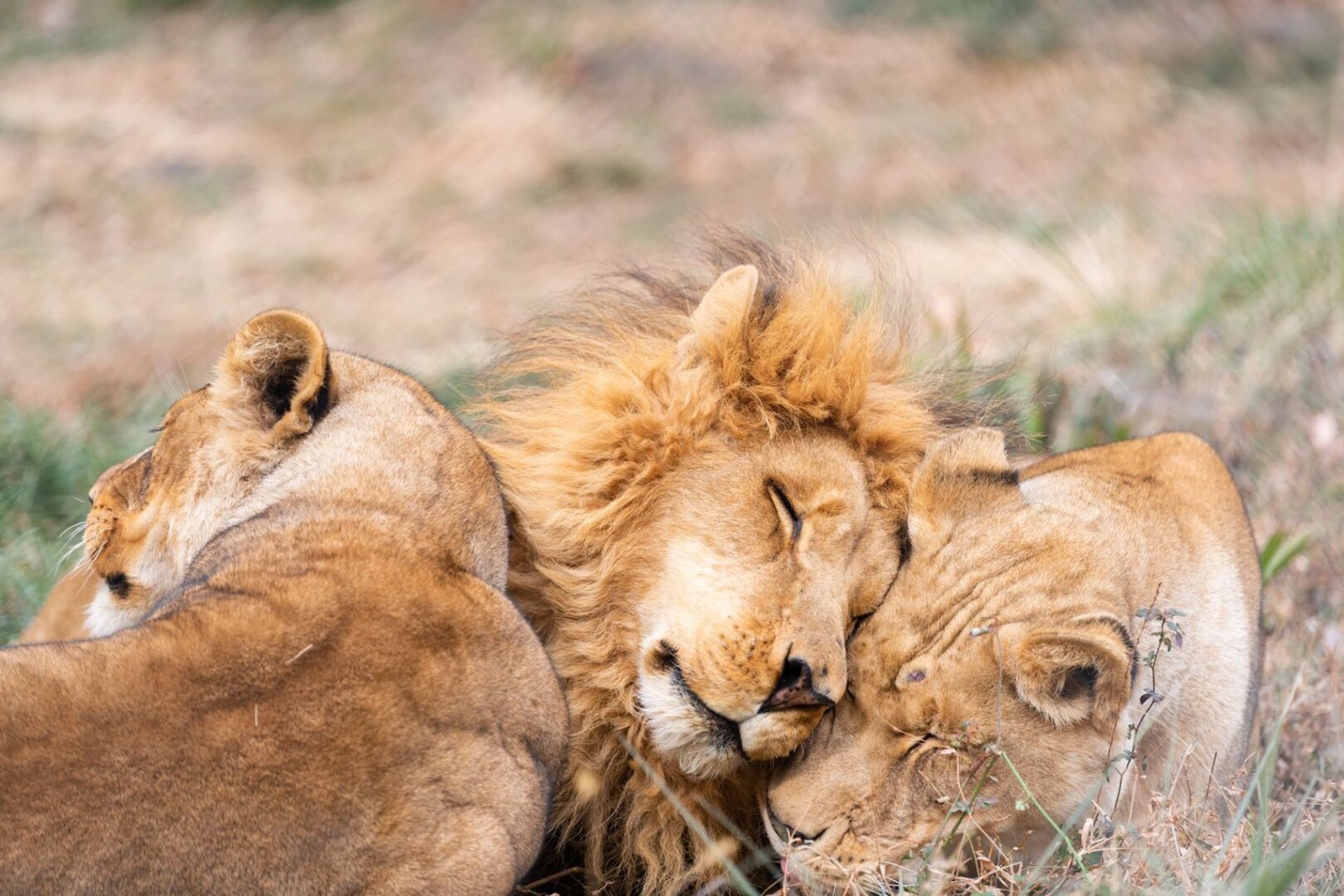 相亲相爱的狮子0315 动物园的霸主 这个雄狮看起来很幸福的样子