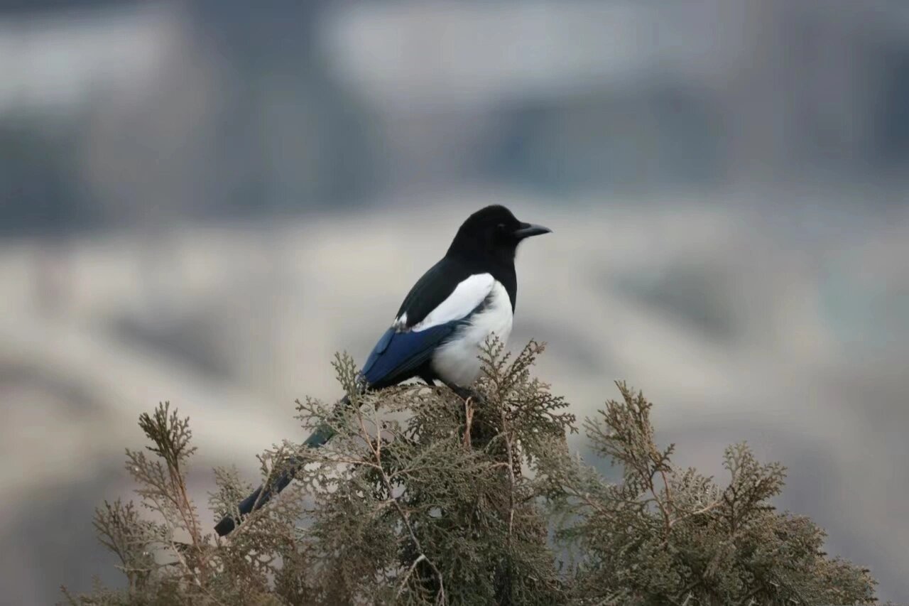 每日一鸟 2喜鹊 灰喜鹊