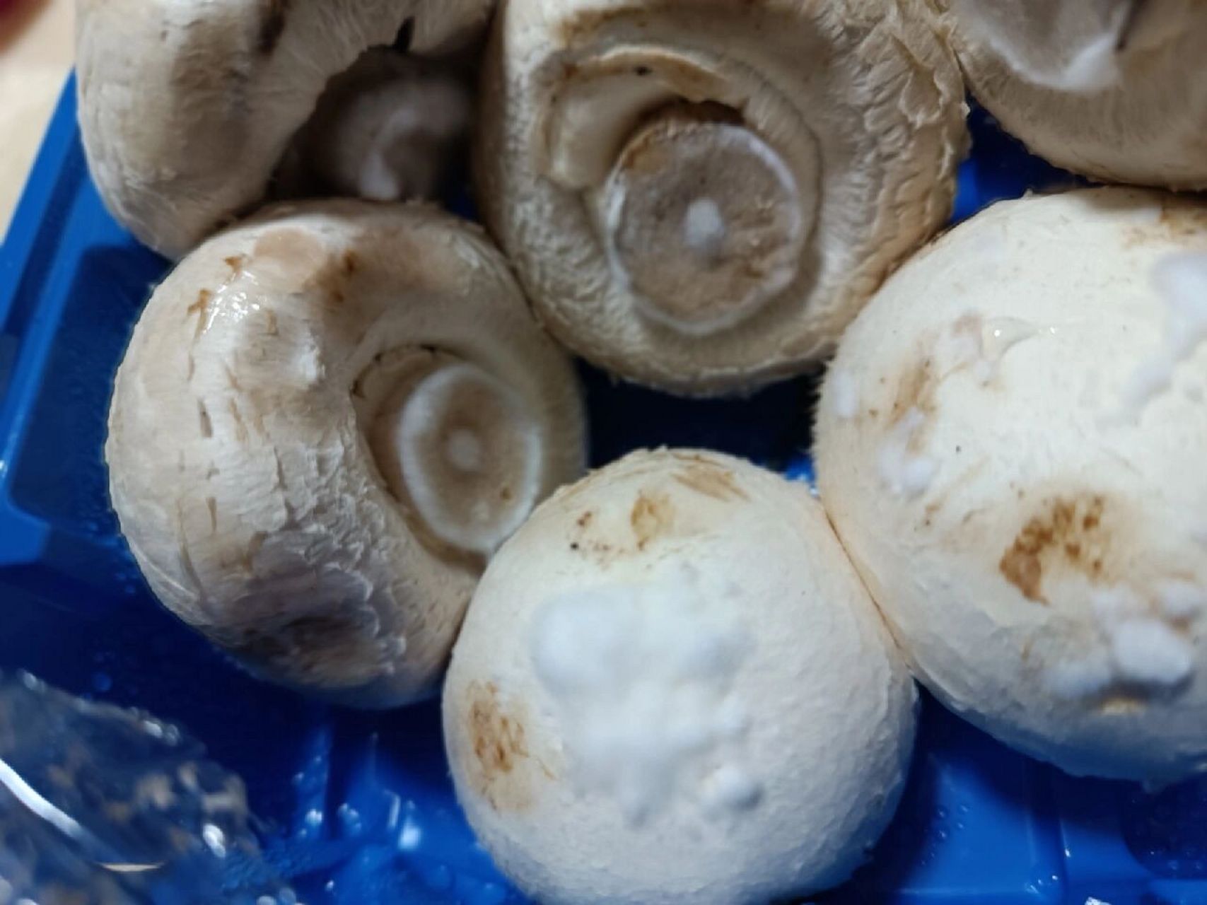 长白毛的口蘑还能吃么