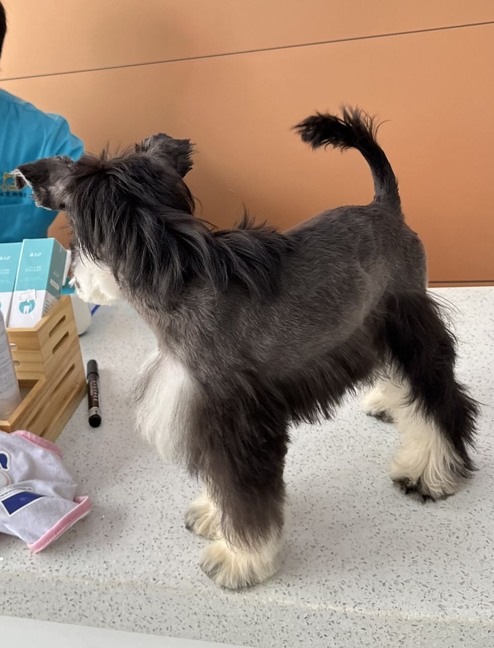 不断尾雪纳瑞尾巴有多灵活 翻相册看到妹妹第一次美容的照片 太可爱了