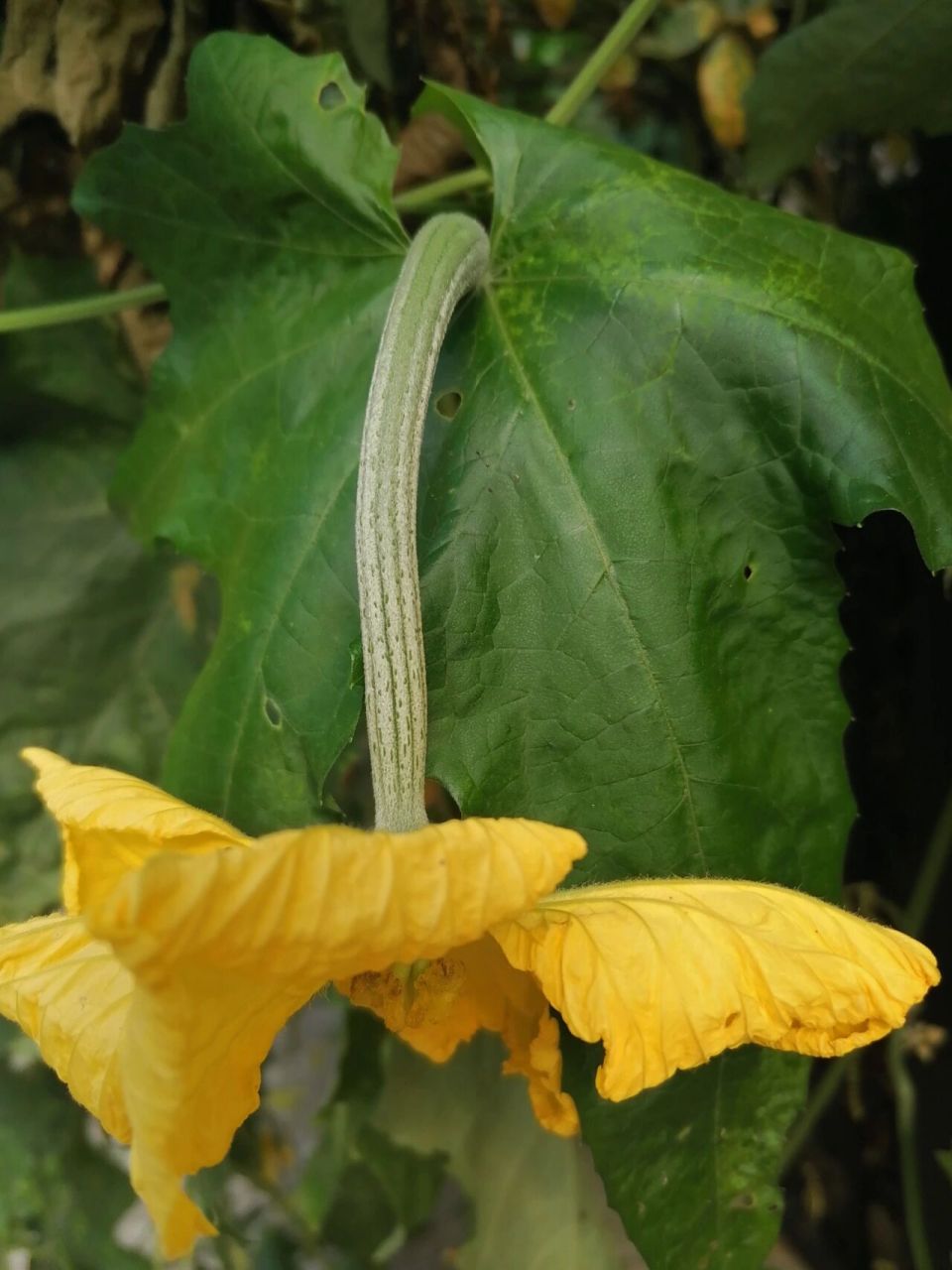 丝瓜花分公母 只有母花后面长丝瓜,母花还没开放的时候,已经有个小小