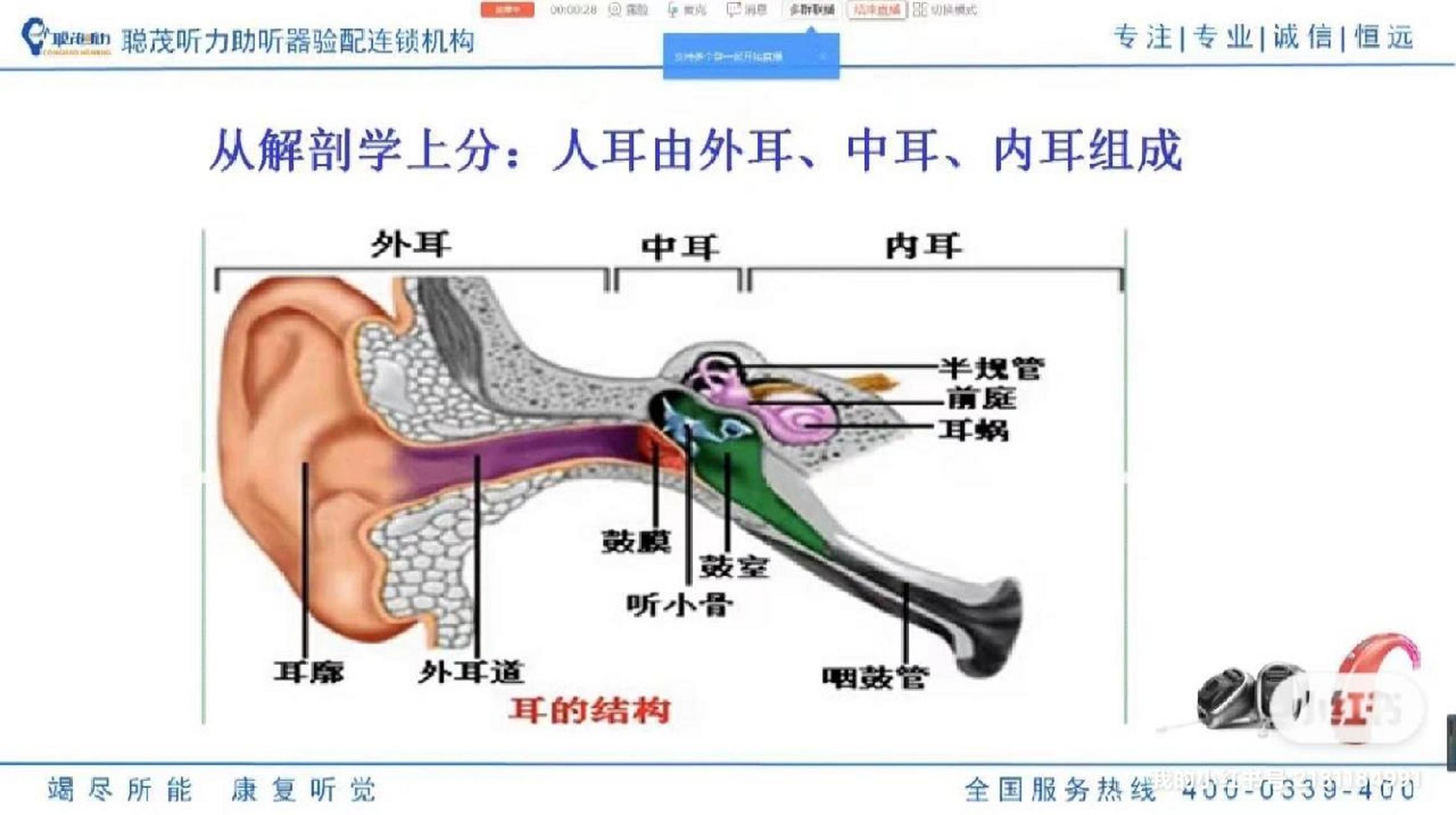 外耳是指能从人体外部看见的耳朵部分,即耳廓和