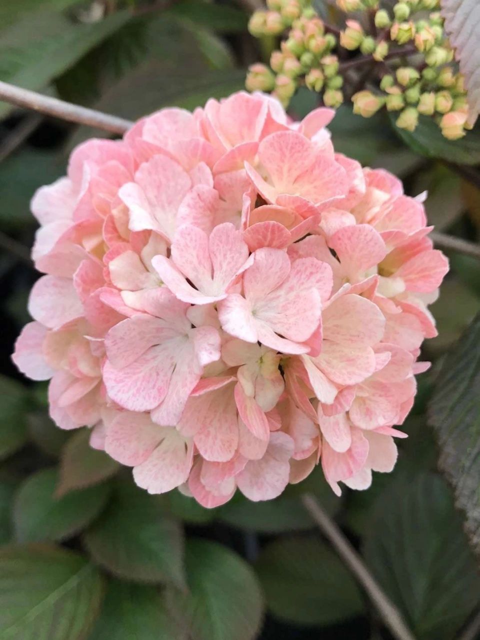 粉色版本的中华木绣球～ 荚蒾 玛丽弥尔顿