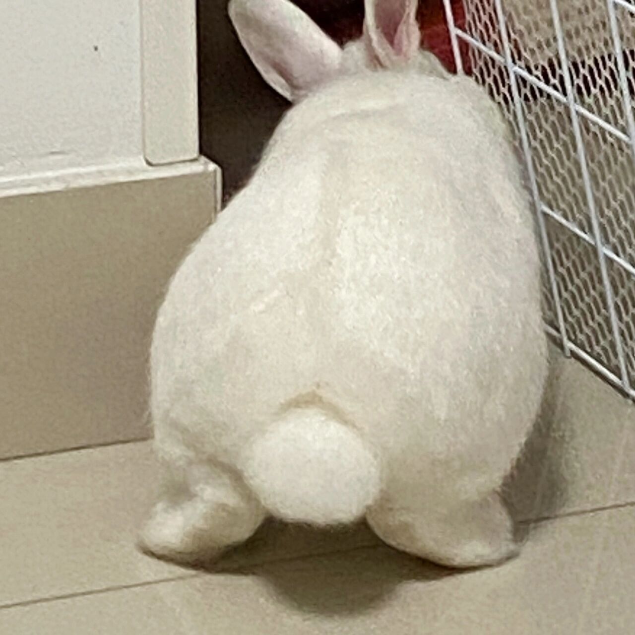 兔子尾巴真的像个小毛球