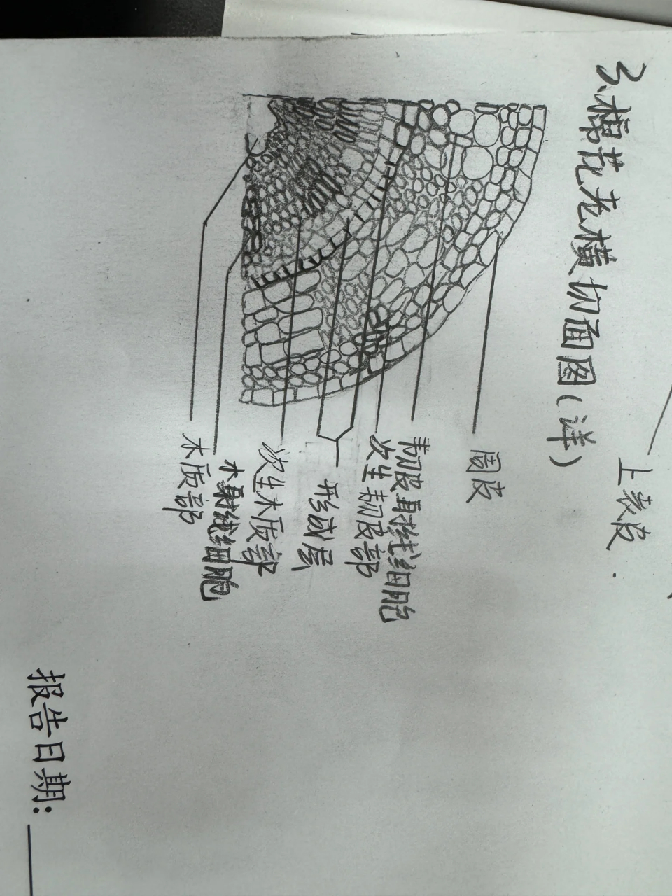 棉花老根横切面详图 棉花老根横切面详图
