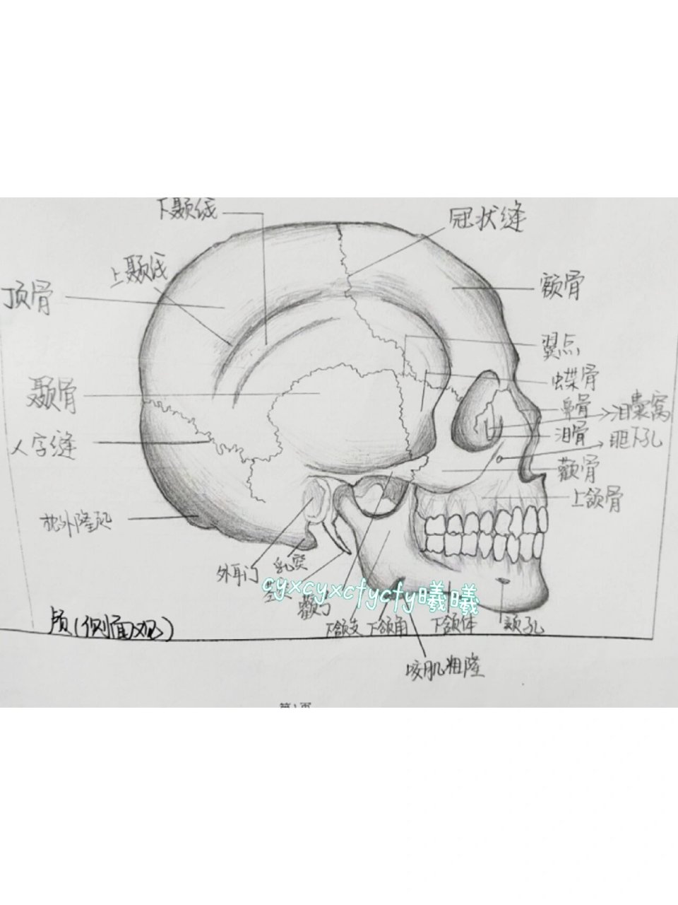 颅底外面观解剖手绘图图片