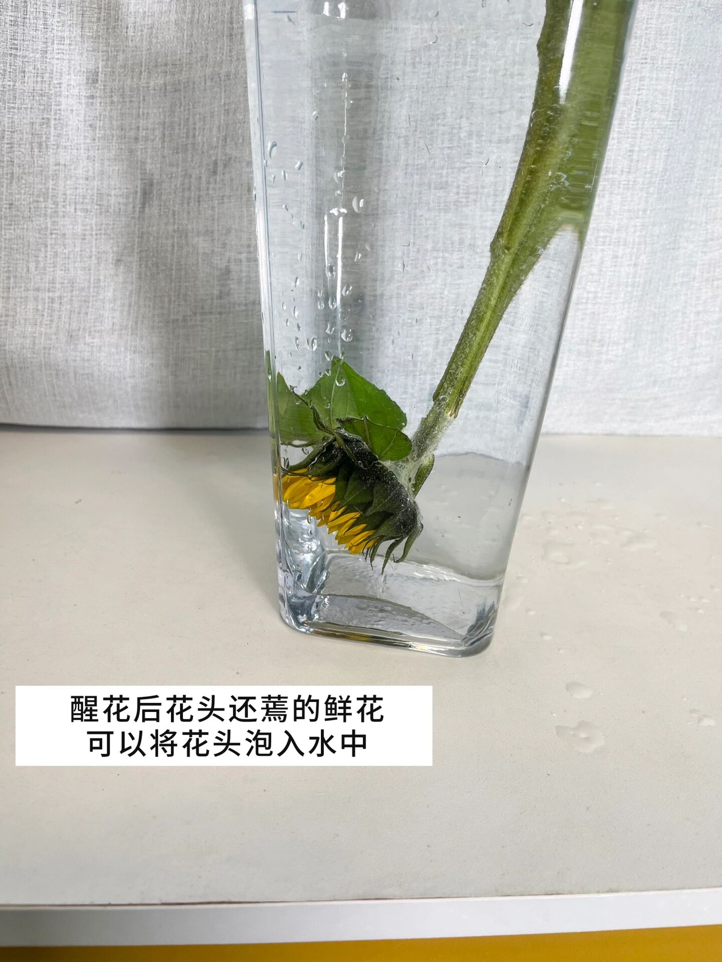 向日葵根部剪十字图片