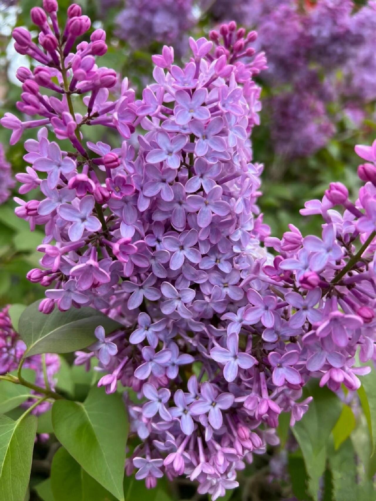 丁香花的样子头像图片