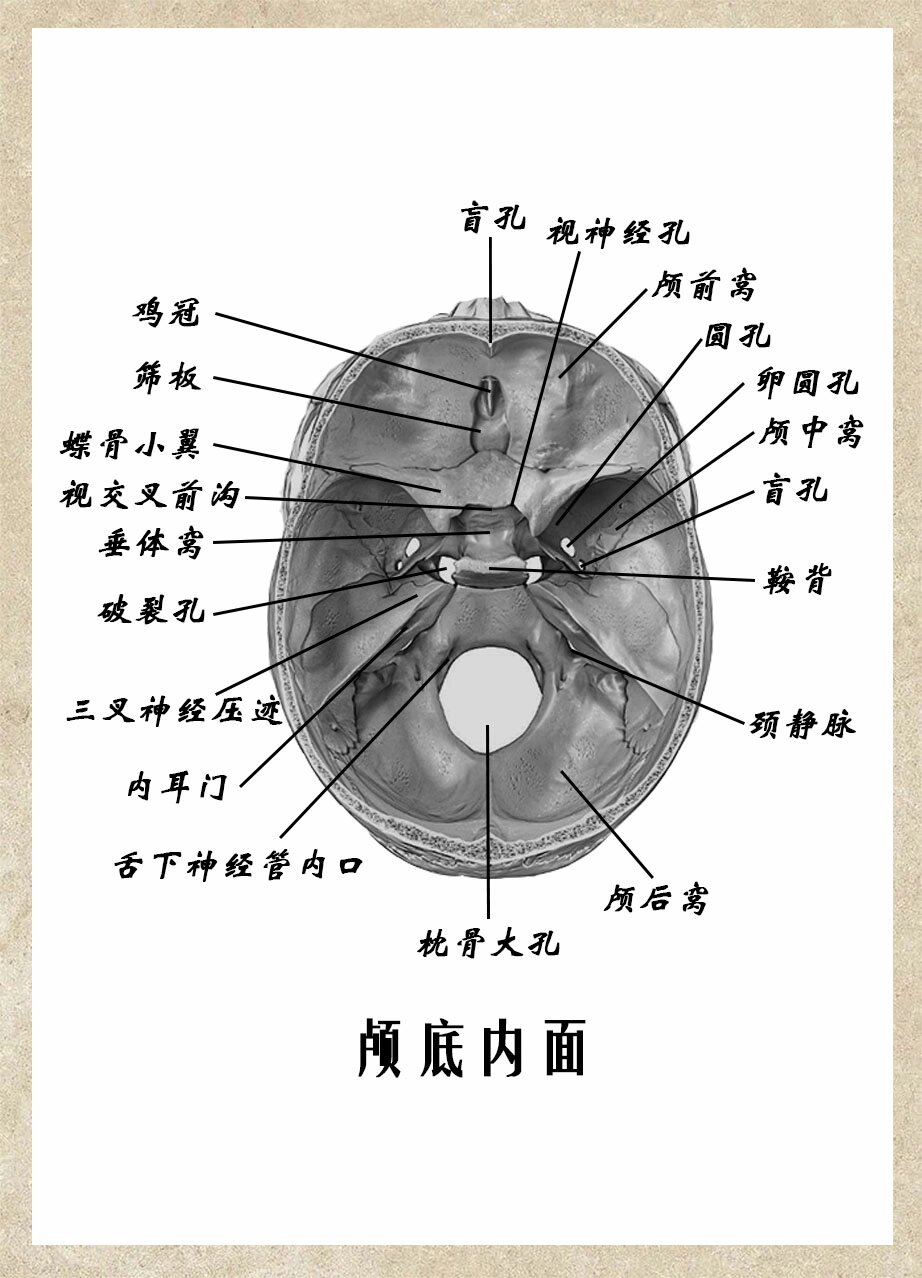 颅骨骨缝解剖结构图图片