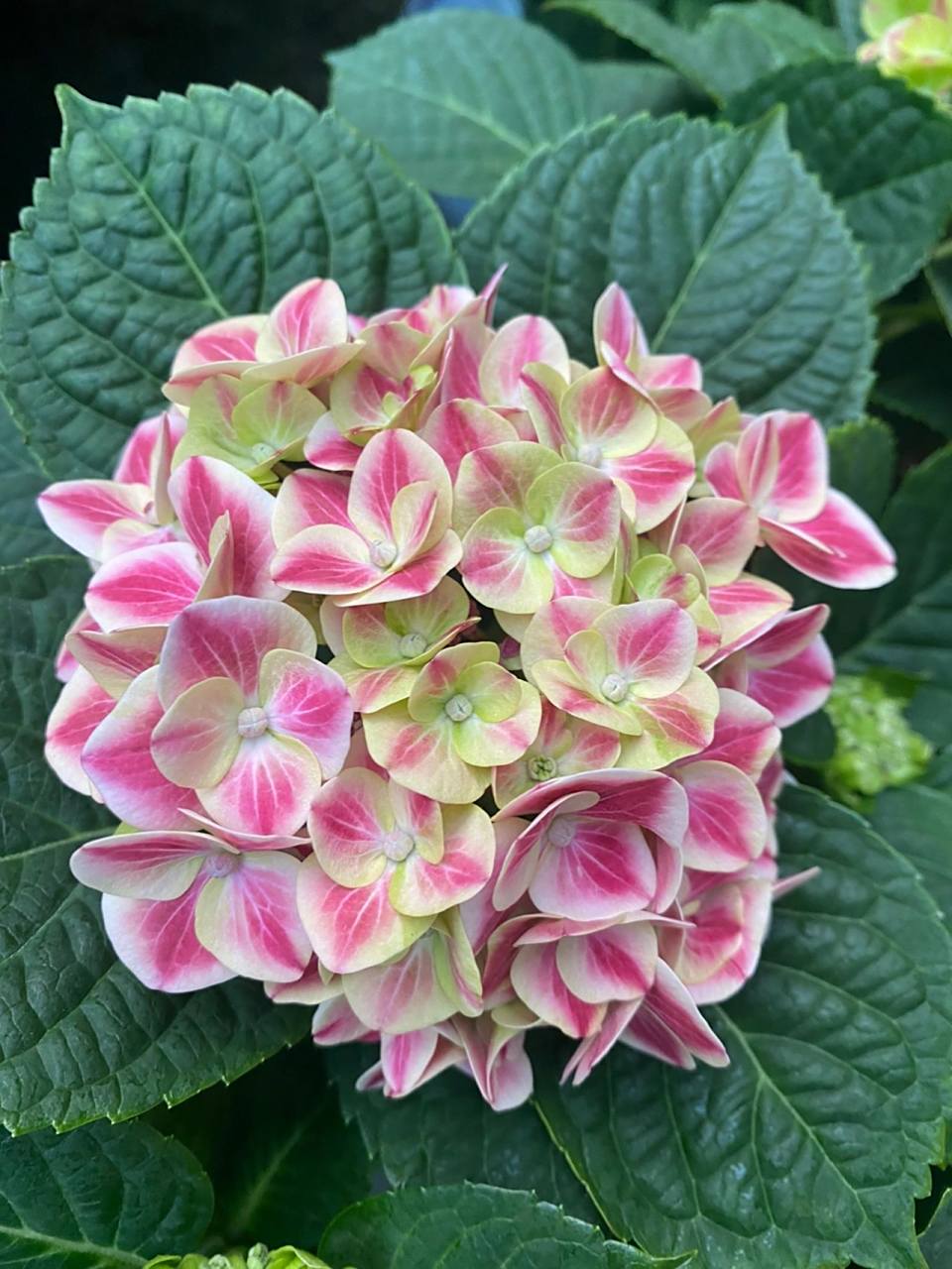 绣球花——糖果(精灵)