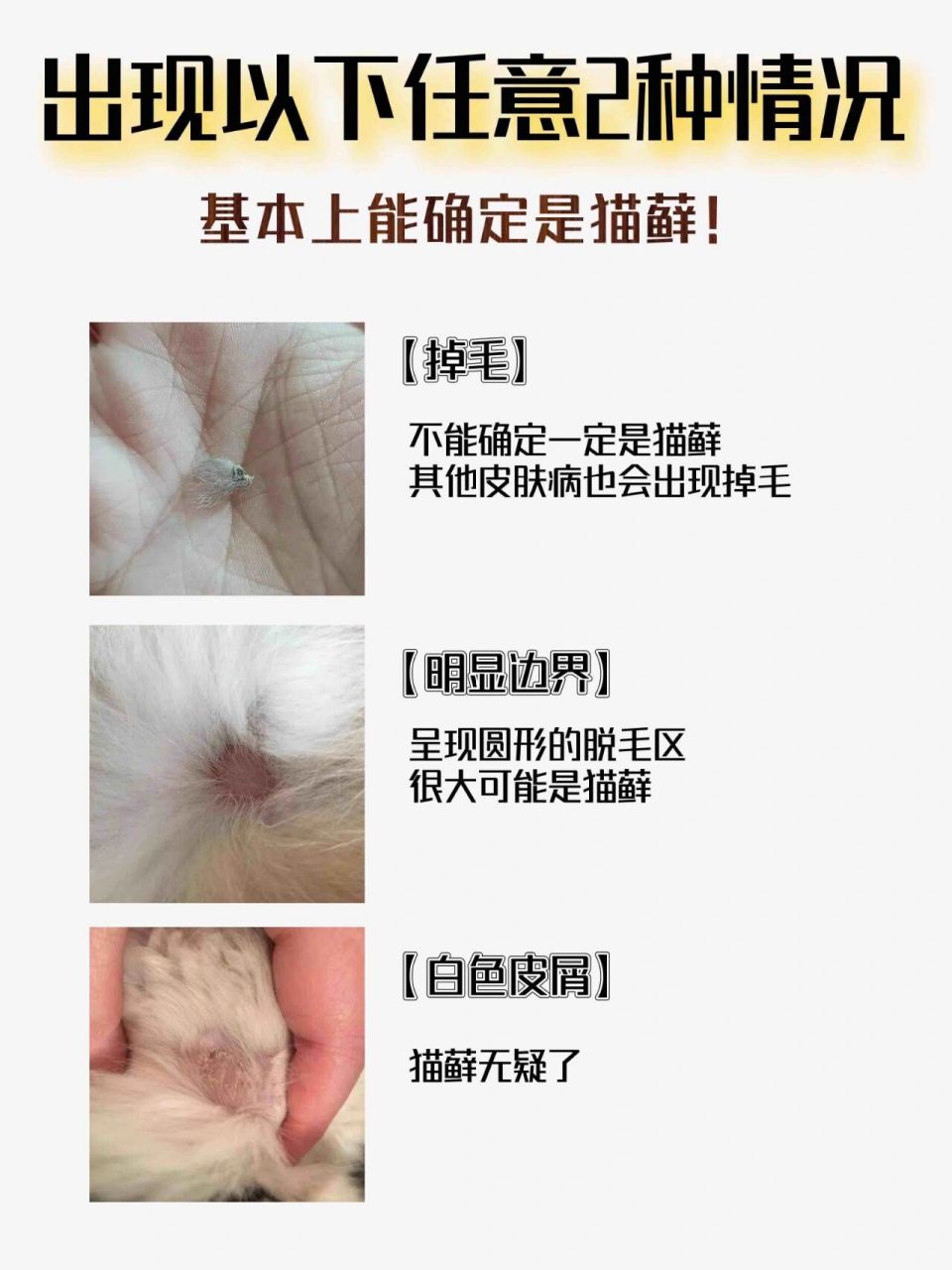 2张图分辨猫藓症状 由于猫咪毛发茂盛,猫藓症状初期容易被毛发遮盖