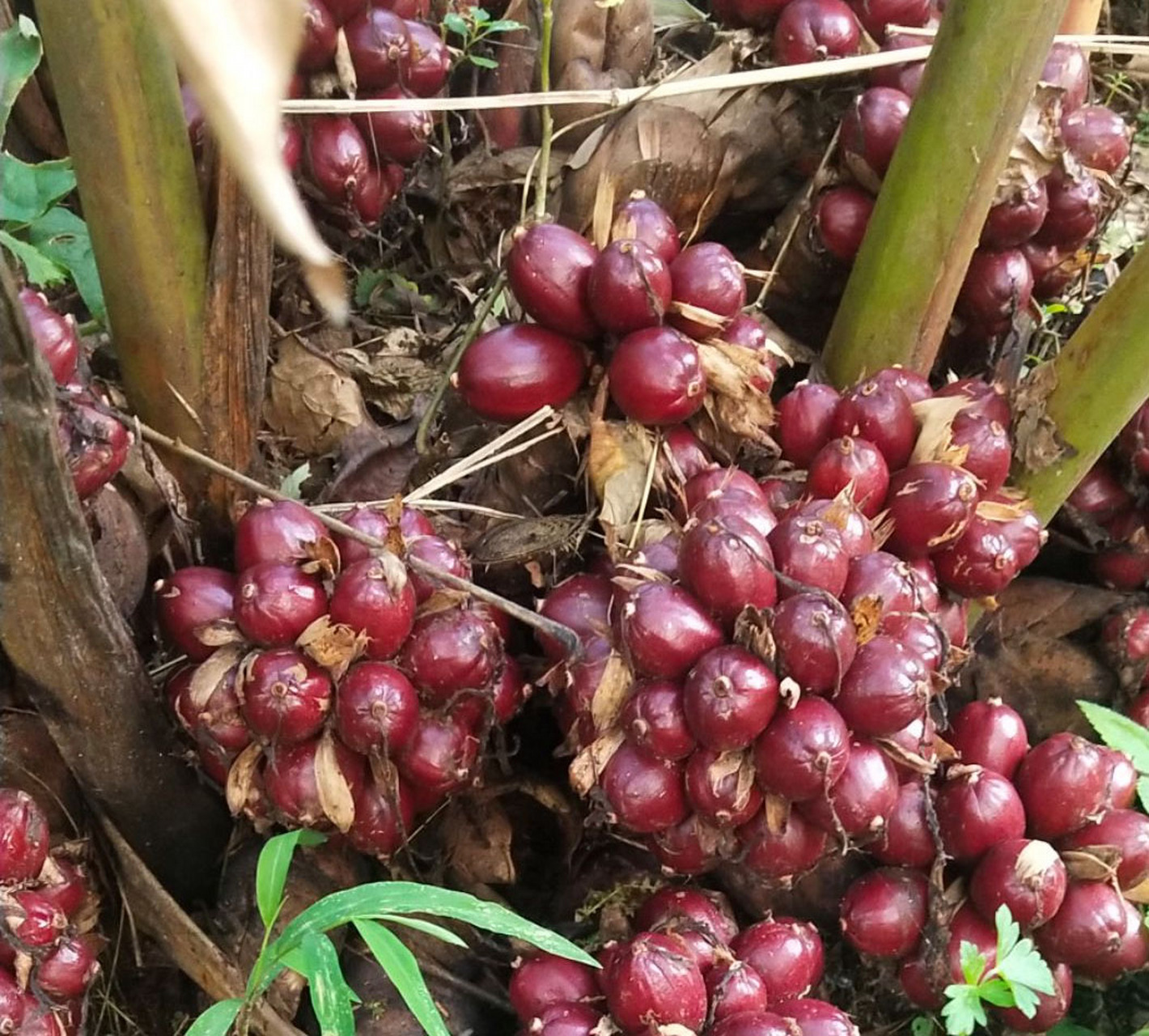 草果图片 草果的形态特征 叶子:草果的叶子排列成2列,具有短柄或无柄.