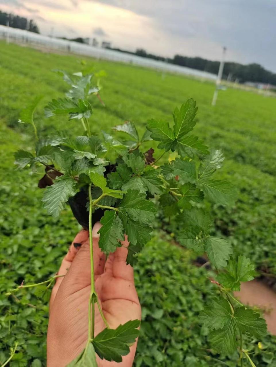 三叶植物照片大全图片