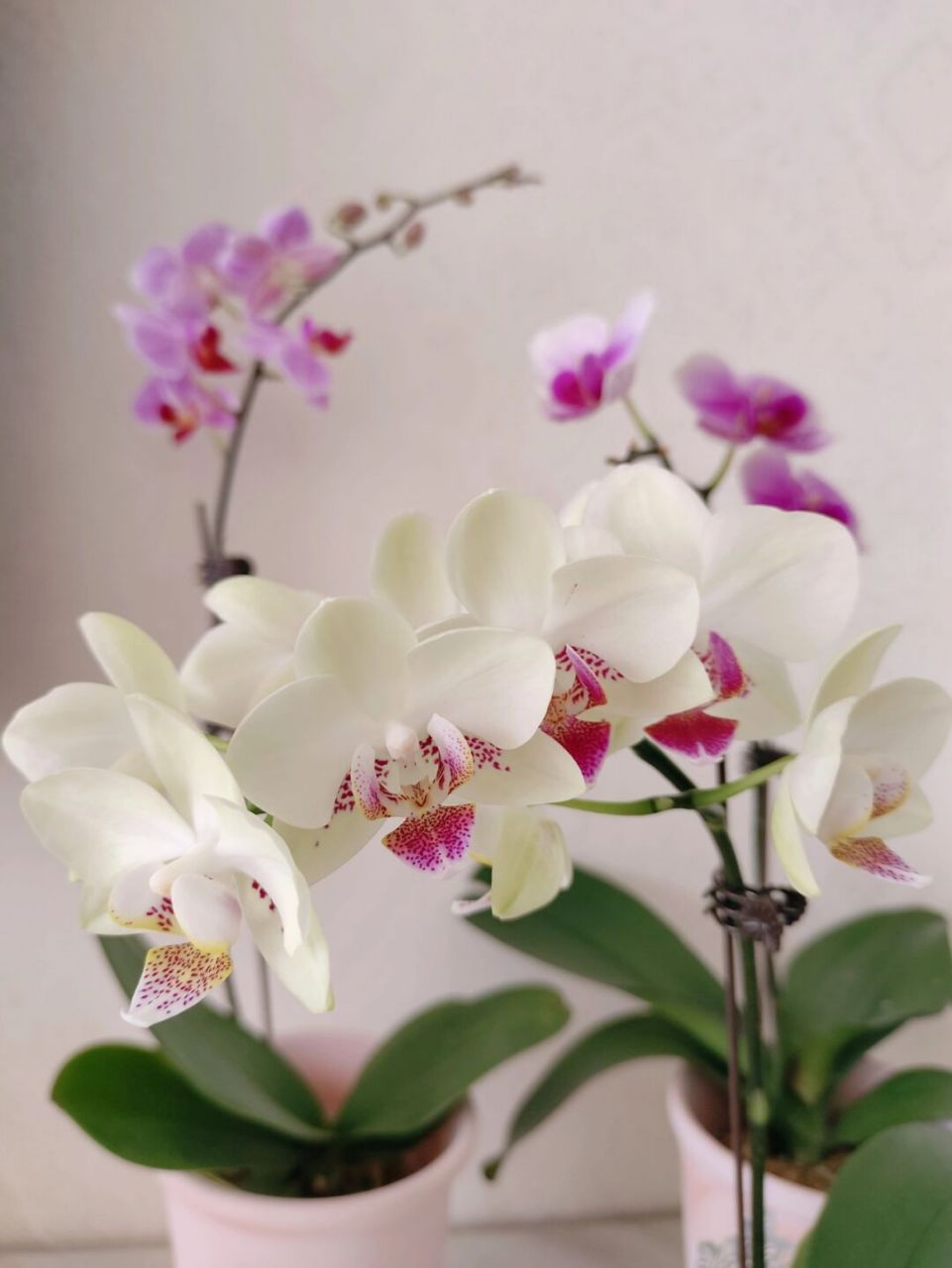 蝴蝶兰:绿熊 全开的绿熊蝴蝶兰是真的美 淡绿的花瓣中点缀着一抹红晕