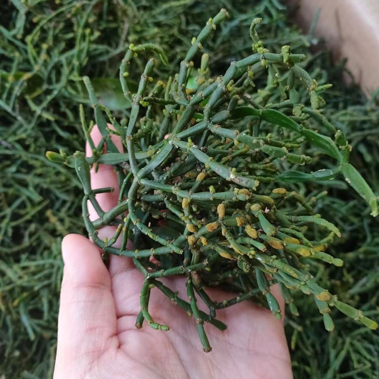 品612021年野生螃蟹脚 "螃蟹脚"又称"茶精",是一种罕见的寄生兰植物