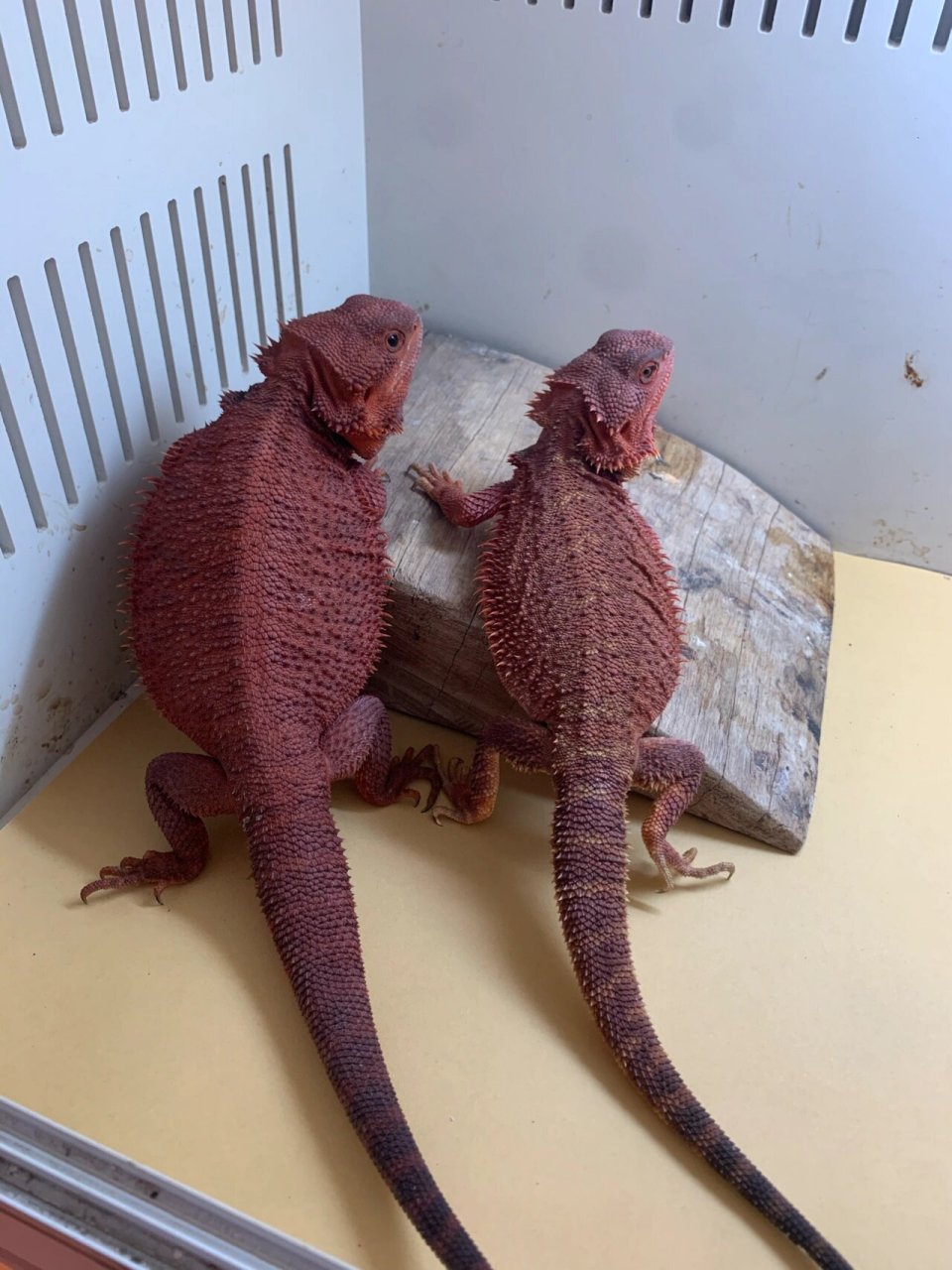 鬃狮蜥蜴 饲养指南 环境篇(篇七) 八.