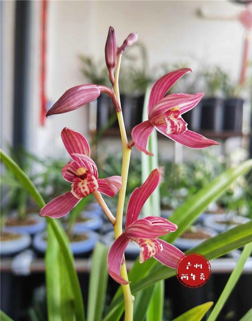 建兰～满堂红 特壮3苗带花苞 建兰尾花开出来会特别的红