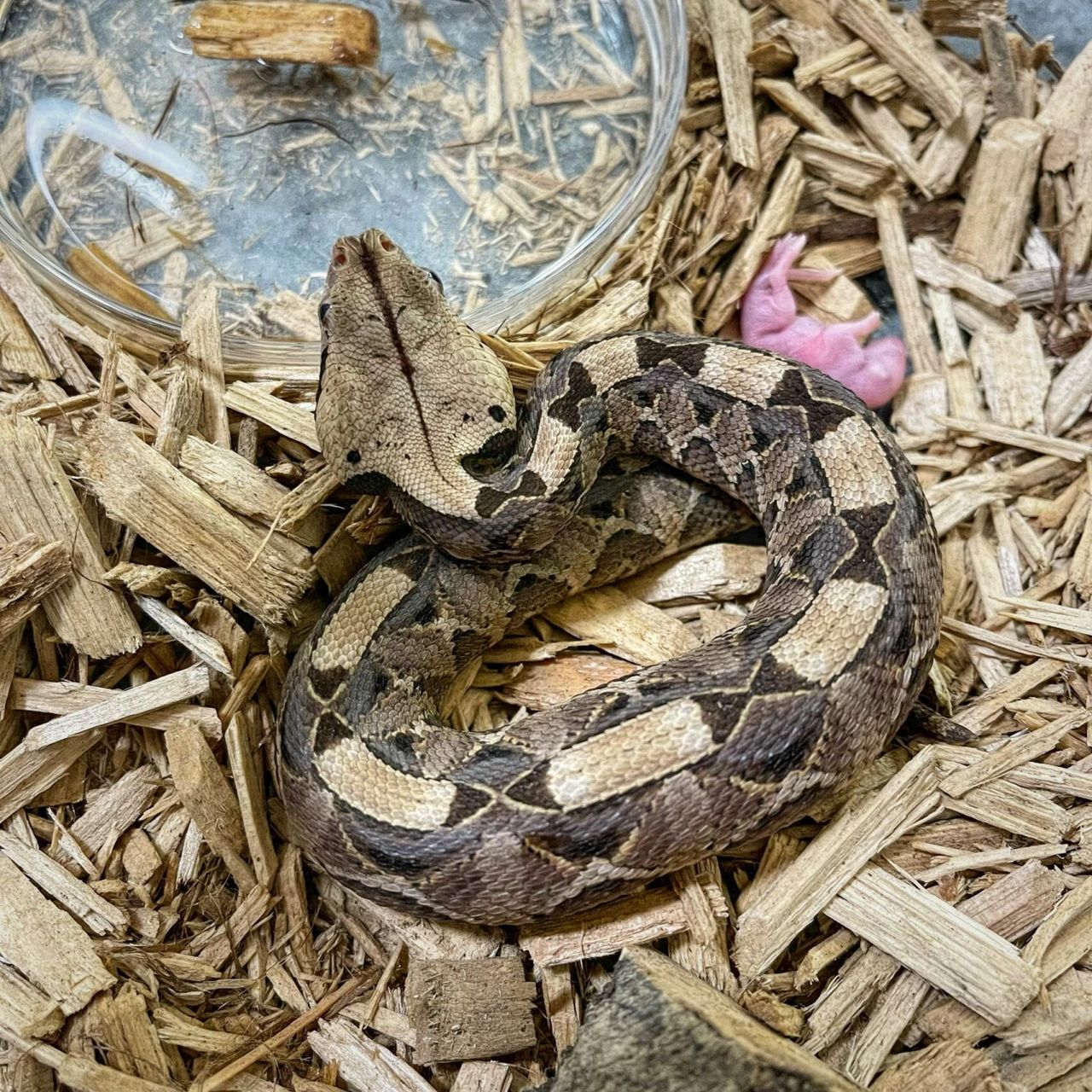 犀角咝蝰(bitis rhinoceros) 小肥宅一枚