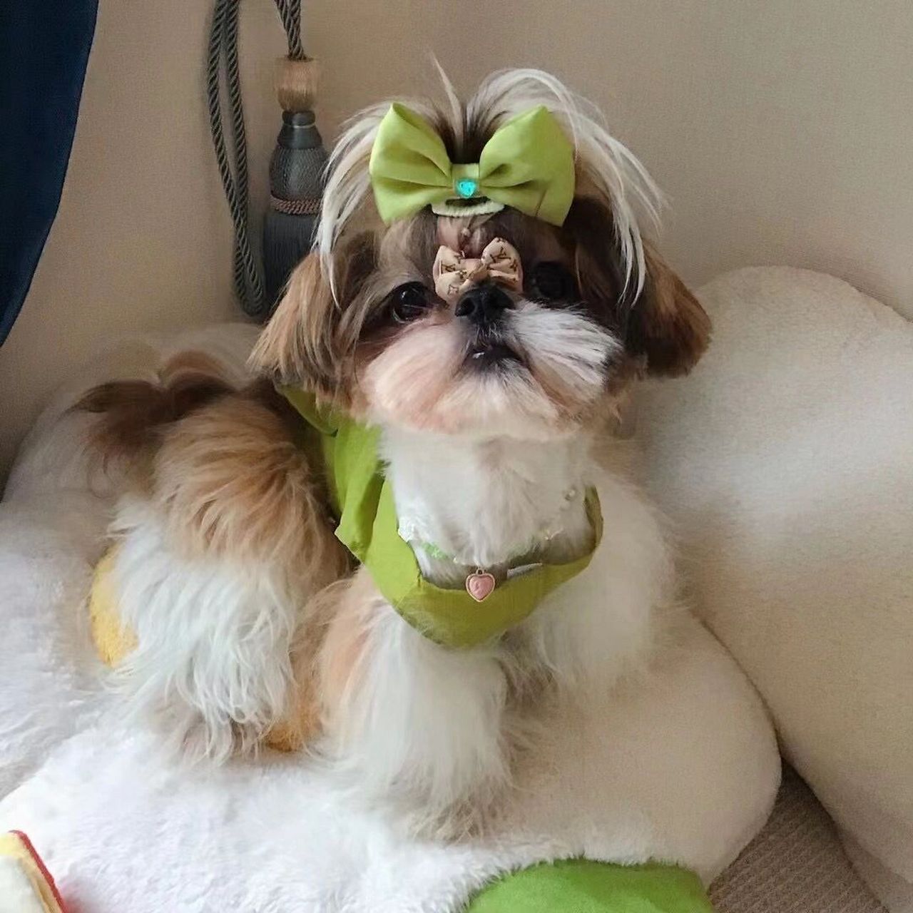 向全世界安利我们中国的西施犬(上)优点篇 作为一个不称职的宠物博主