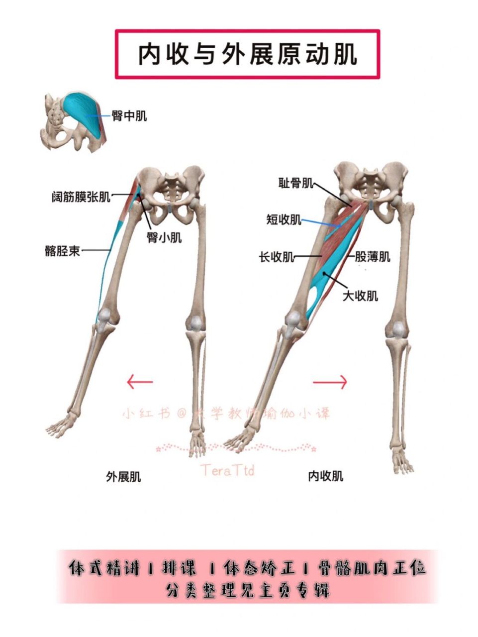 假医学生真瑜伽老师|髋关节内旋外旋与正位 99髋关节运动方向与原动