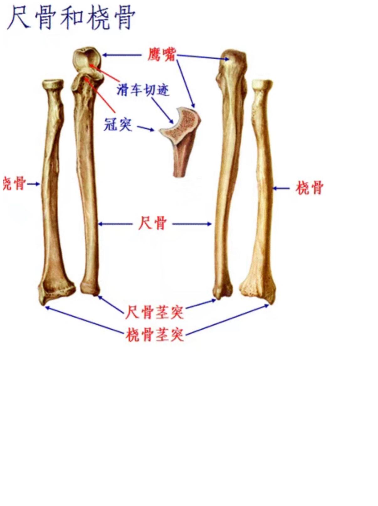 骨性标志定义图片