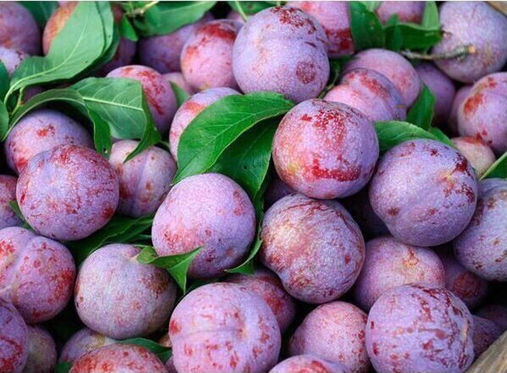 南华李 南华李素材来自网络个人收藏,非常适合画画,摄影参考学习一下