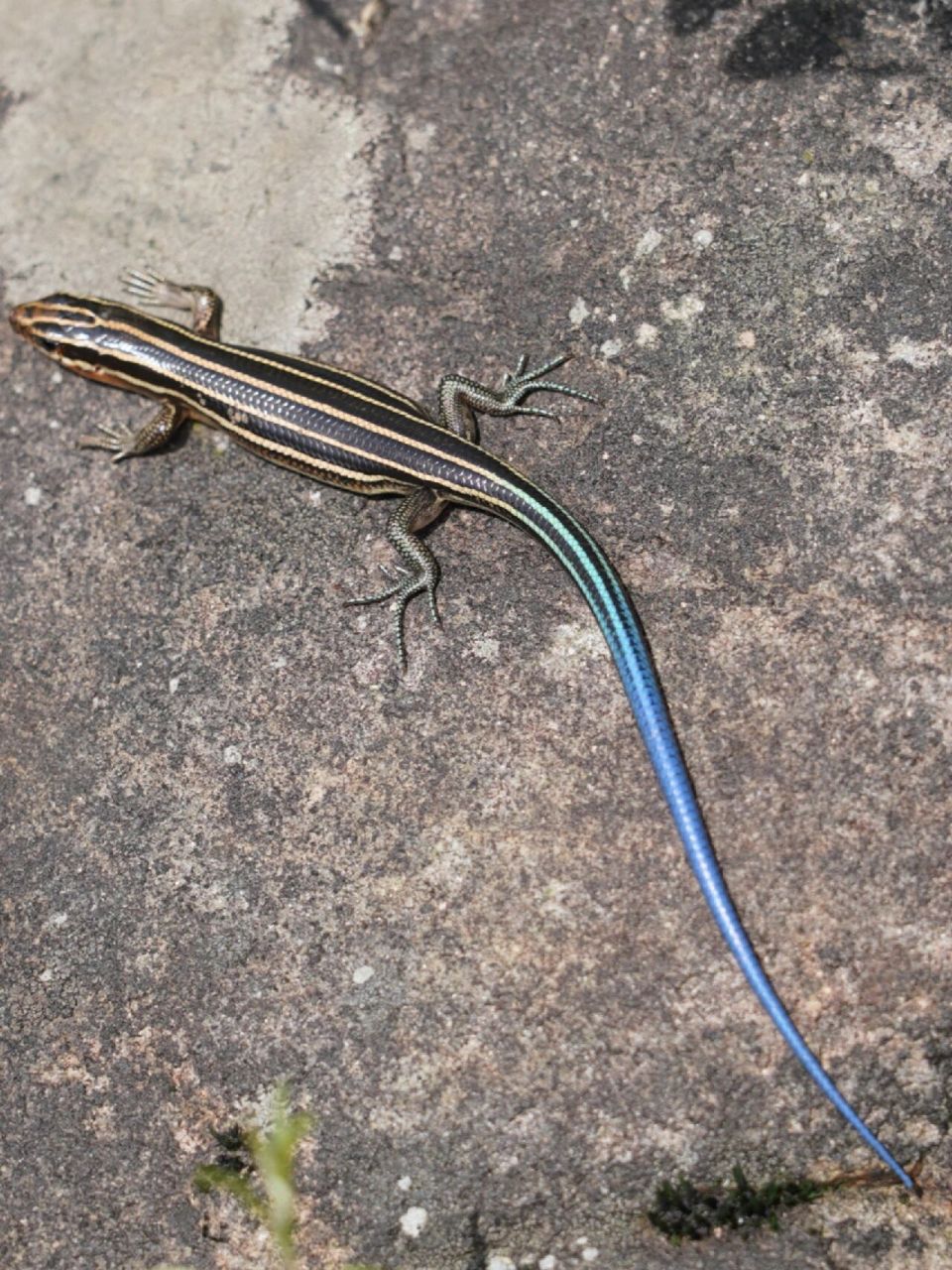 蓝尾石龙子 连续几天阴雨, 今日放晴,登上八分山, 偶遇, 尾巴蓝色而得