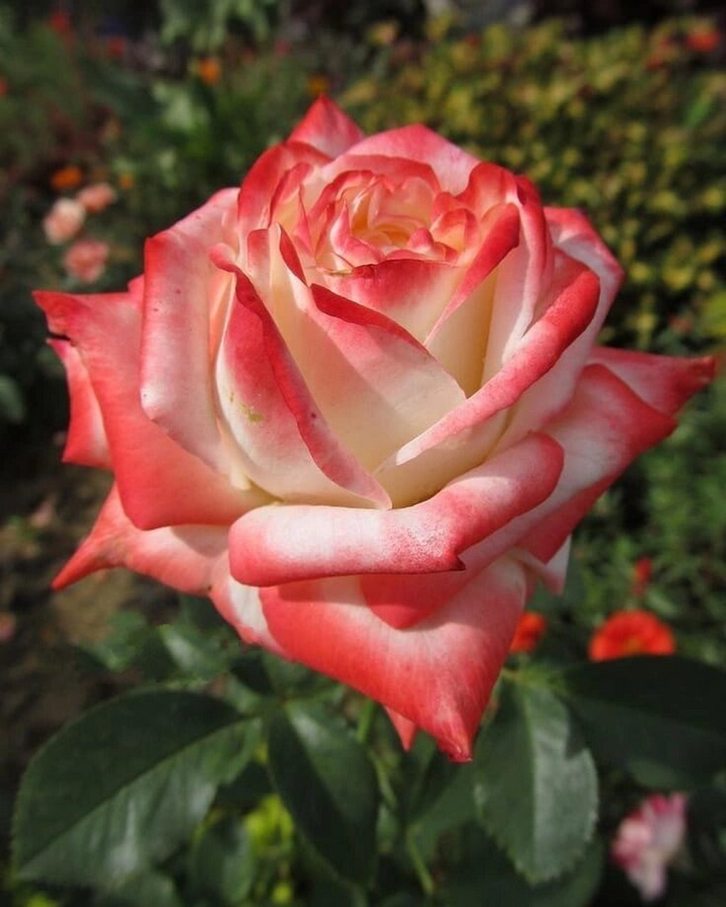 法拉皇后是一种比较小众的月季品种,可能很多花友对我的了解也并不是