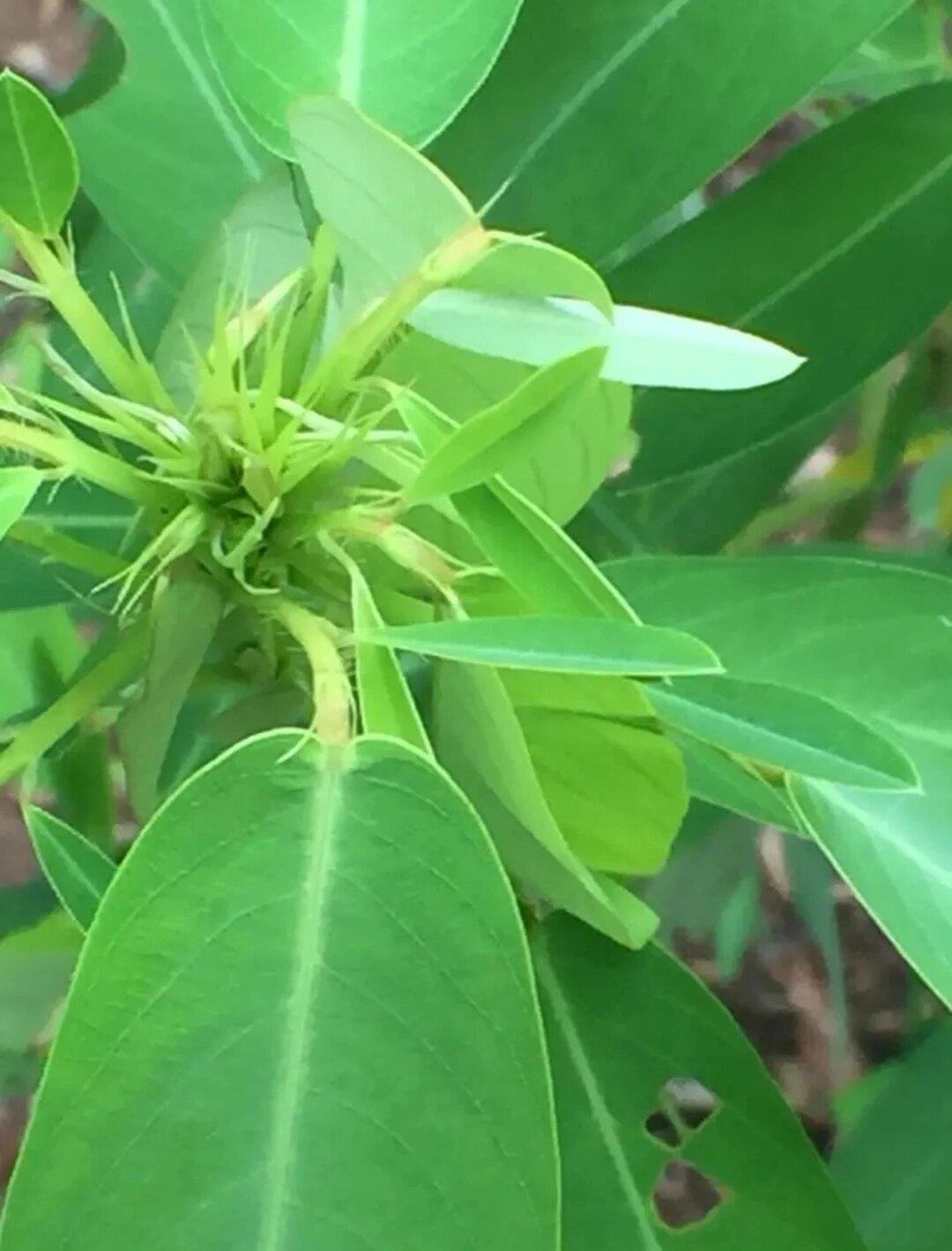 会跳舞的植物—跳舞草 ,舞草codariocalyx motorius ( houtt .