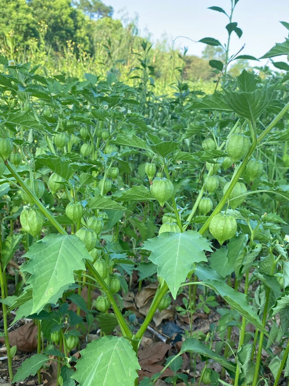 灯笼果怎么种植图片