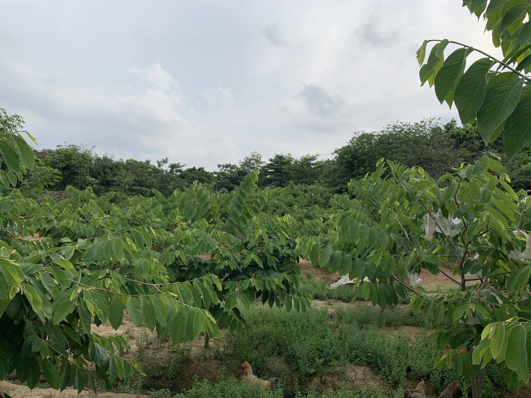 释迦果树真的是很神奇了!