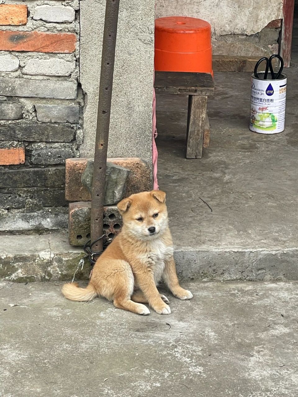 柴犬和土狗的杂交图片