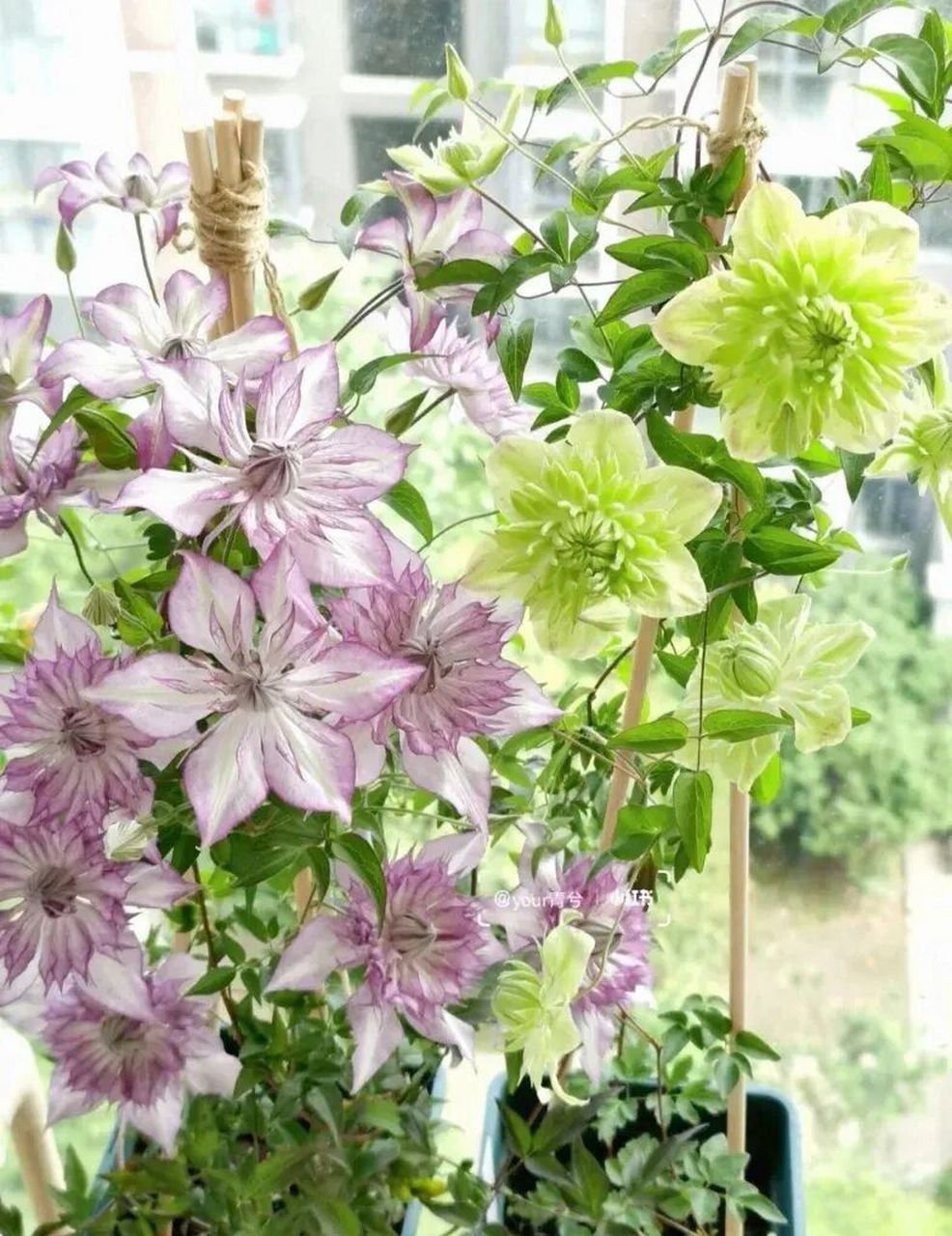 北阳台耐阴 两季开花叶片心型的铁线莲绿玉 铁线莲"绿玉"(alba plena)