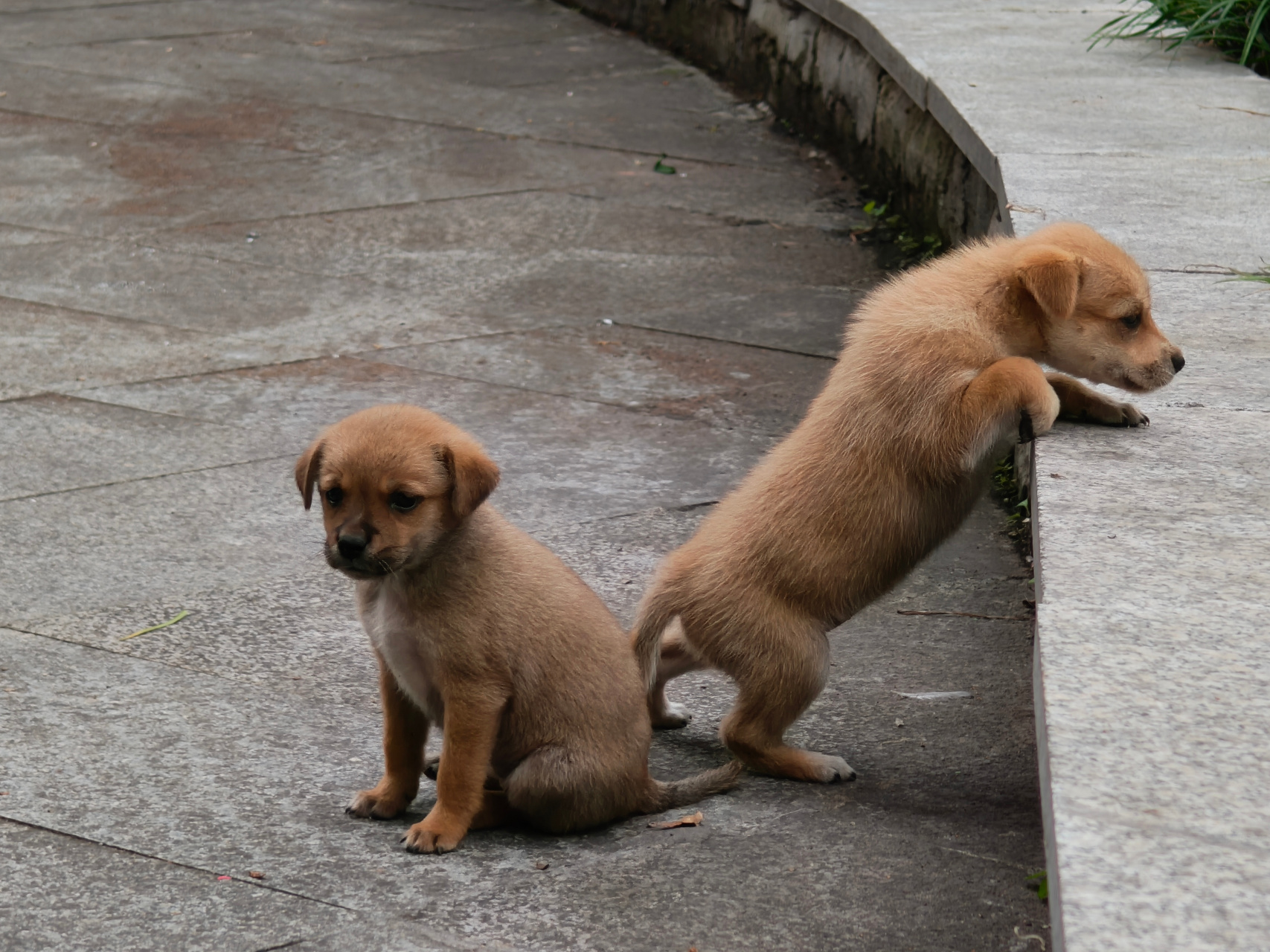 中华田园犬~幼崽!