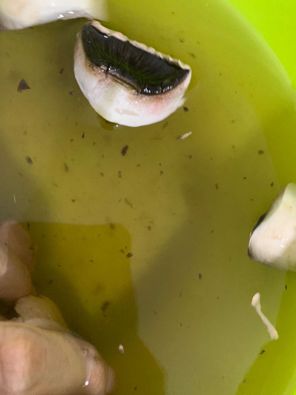 放了几天的口蘑变黑了 洗96的水都是黑的 还有黑色的灰样的东西,扔