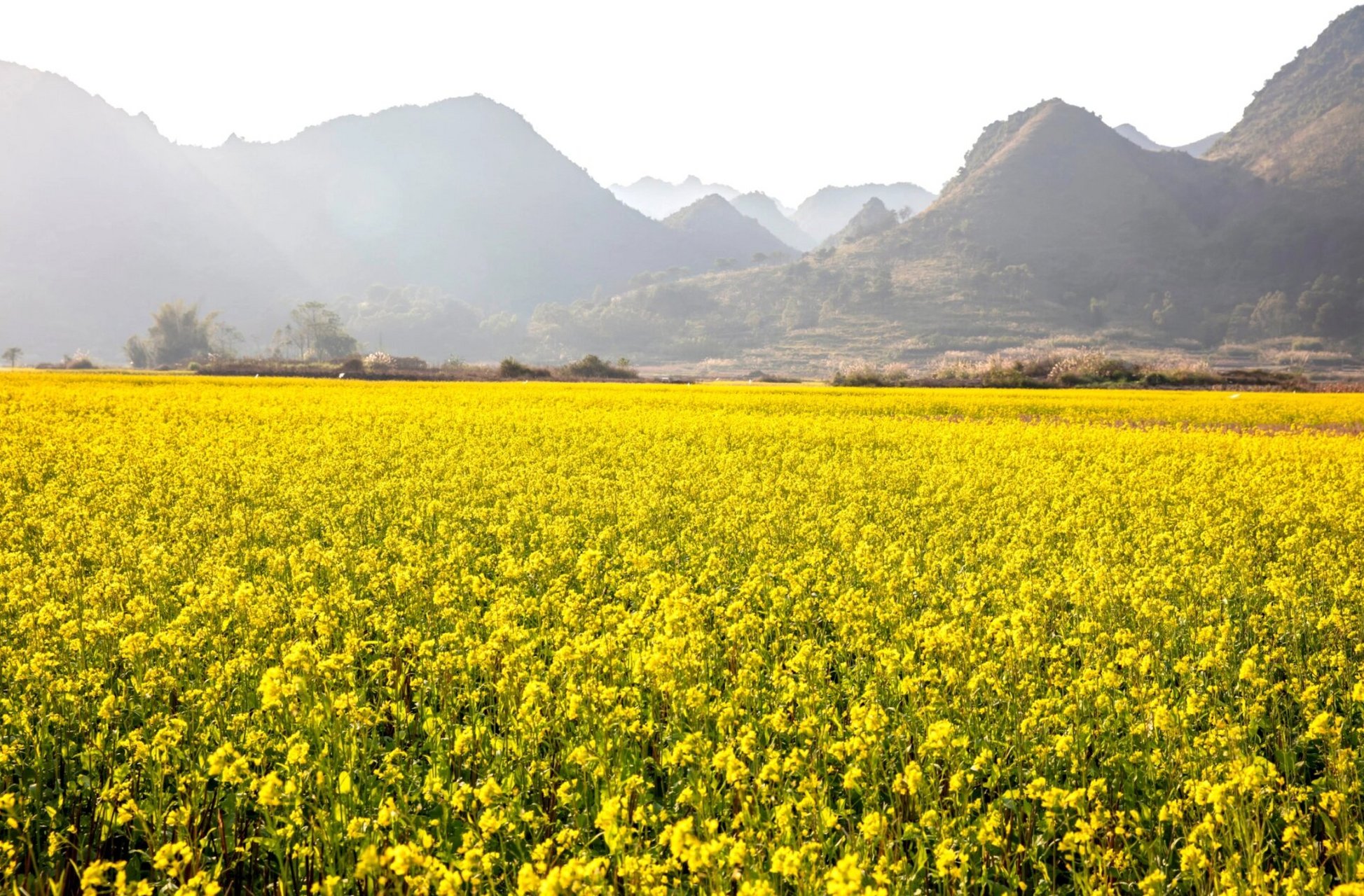 上林县三里镇双罗村韦扬庄的油菜花海98 98"故事的小黄花,从出生