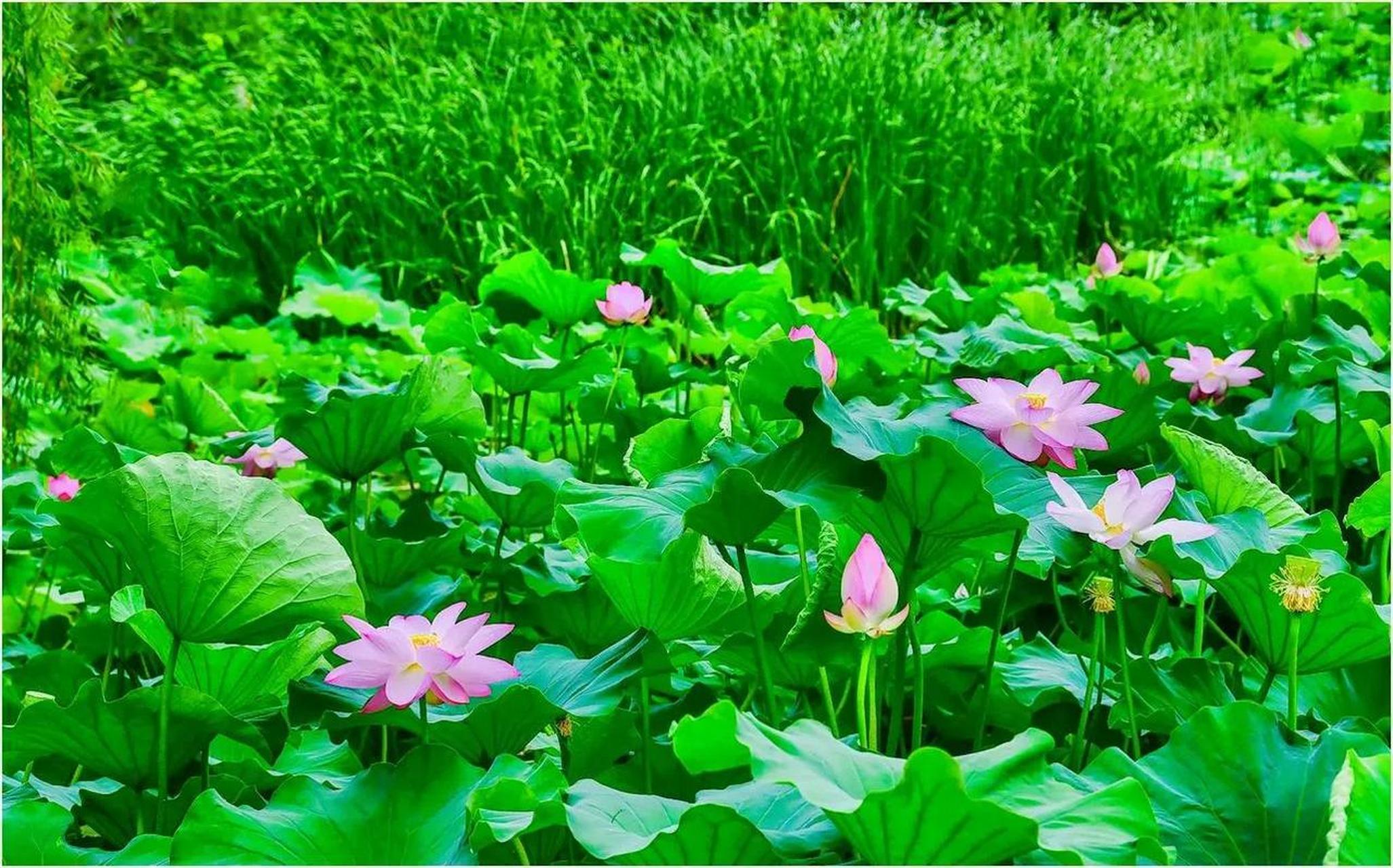 上联:风牵荷韵清香远,诚邀下联?            雨洒大地润无边.