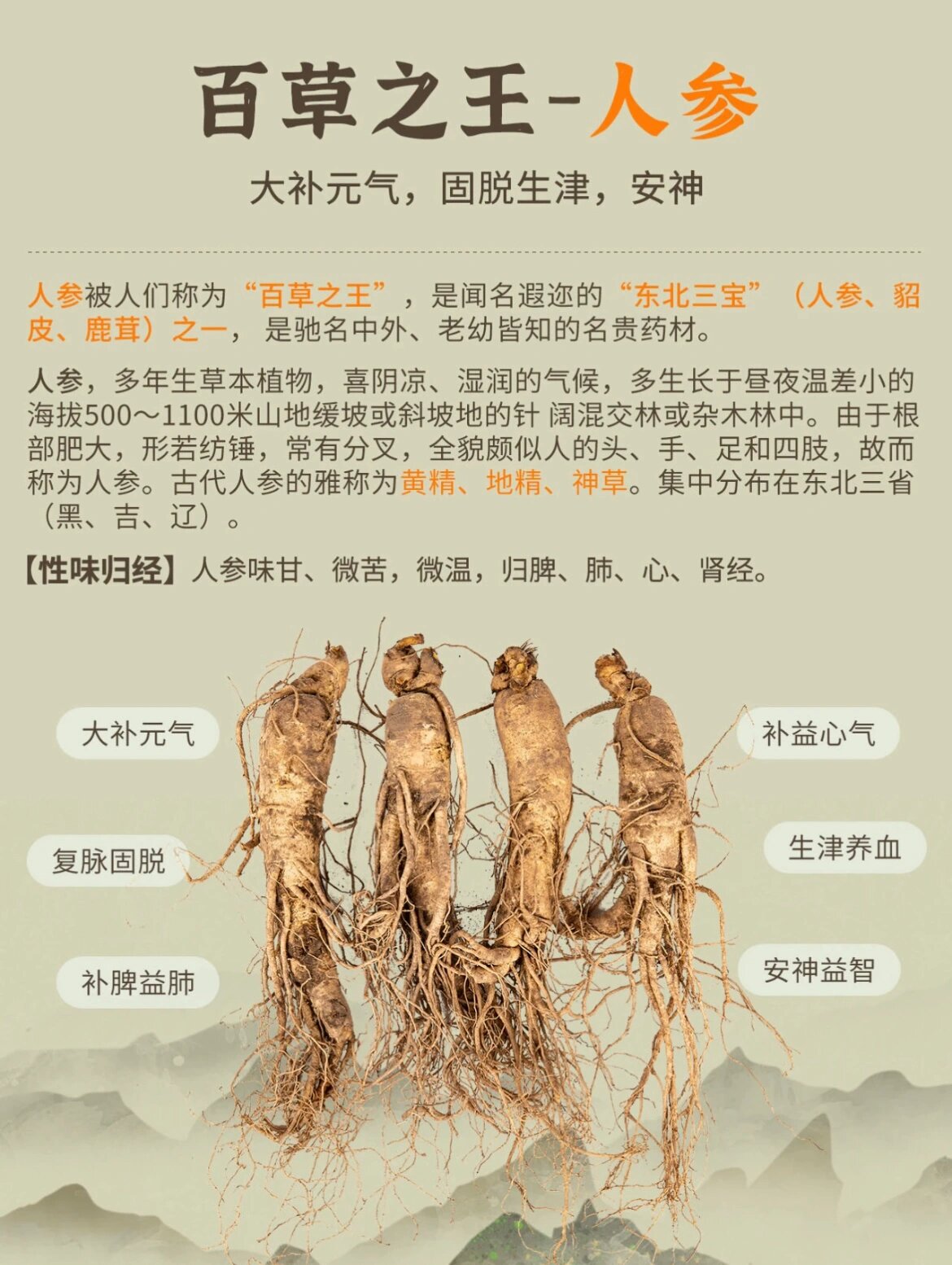 人参图片的功效与作用图片