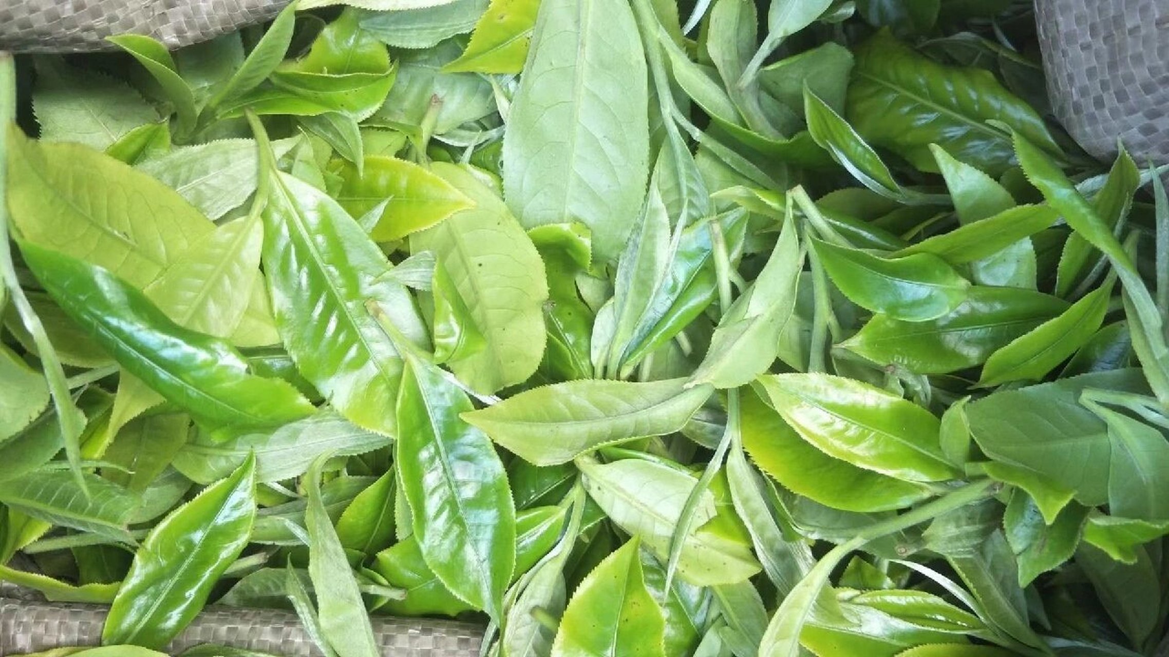 贺开古树普洱茶 贺开古树普洱茶 贺开山位于勐海县东南,介于南糯山与