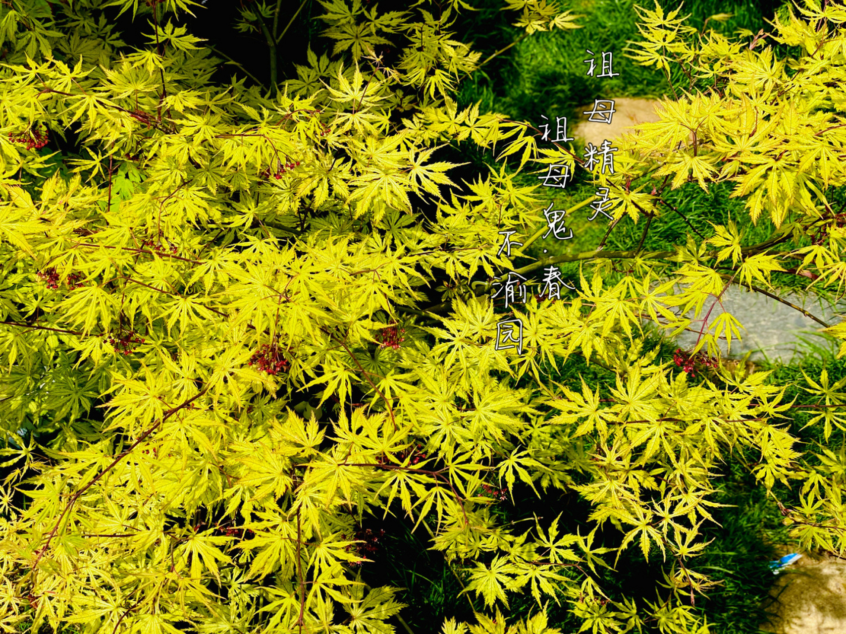 枫树展叶之魅7祖母鬼,春雨… #不渝园枫树##我的秘密花园# 今天刚拍的