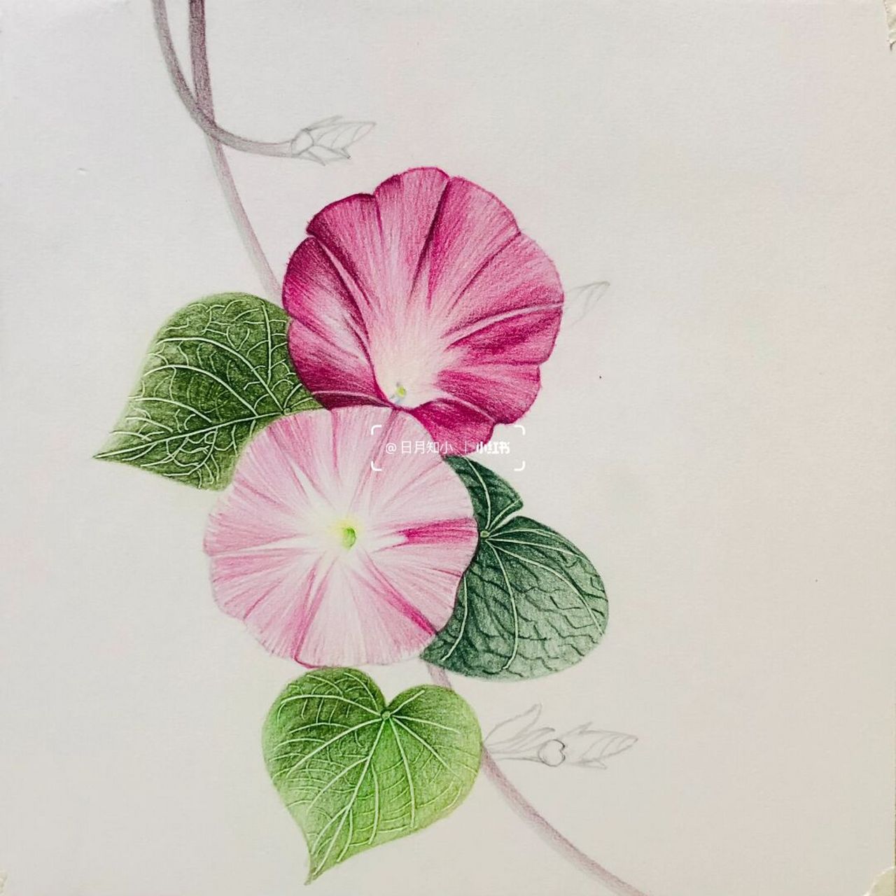 分享我的退休生活##彩铅画# 97编号596(画于北京樱花园)牵牛花系列