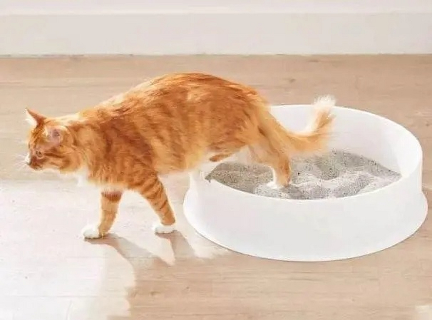 养宠:猫咪在猫砂盆外面拉屎是什么原因?