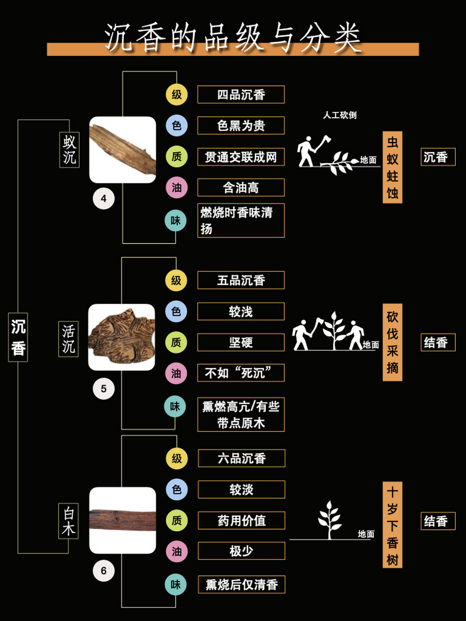 �香道入门|沉香的品级和分类‼️|易懂 沉香看这篇够了,分类和