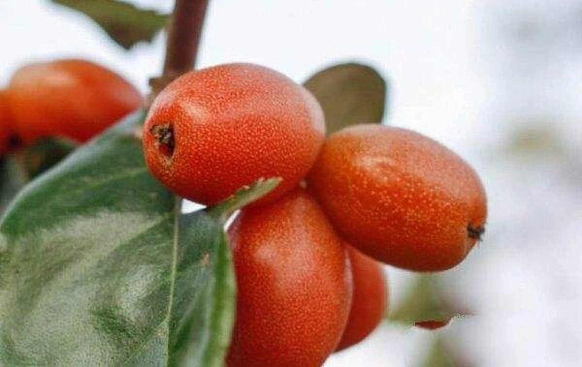 记得小时候在老家吃过一种野果,小小红红,酸酸甜甜的,只记得叫牛莽莽