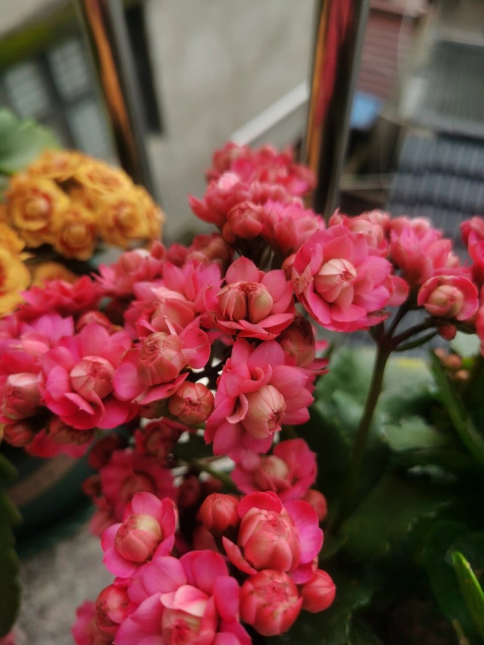 长寿花之马德里,惊艳,两个超大花 #我的养花日常# #养花日记# #长寿花