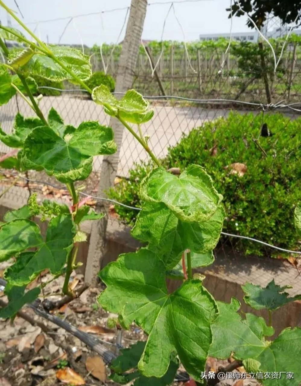 葡萄病害 葡萄卷叶病 葡萄卷叶病的就防治 葡萄卷叶病主要特征 葡萄卷