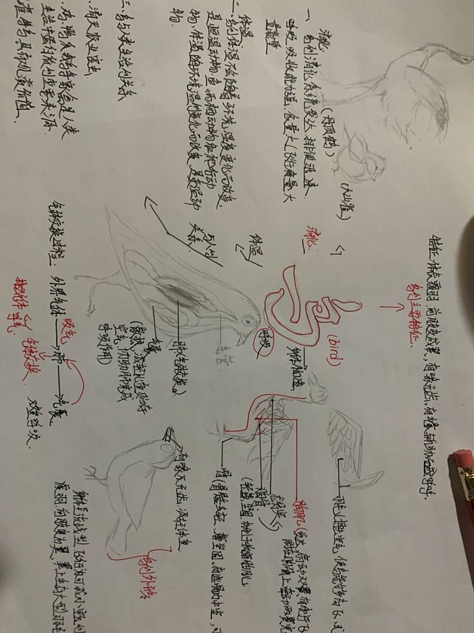 八年级生物上册鸟思维导图—鸟