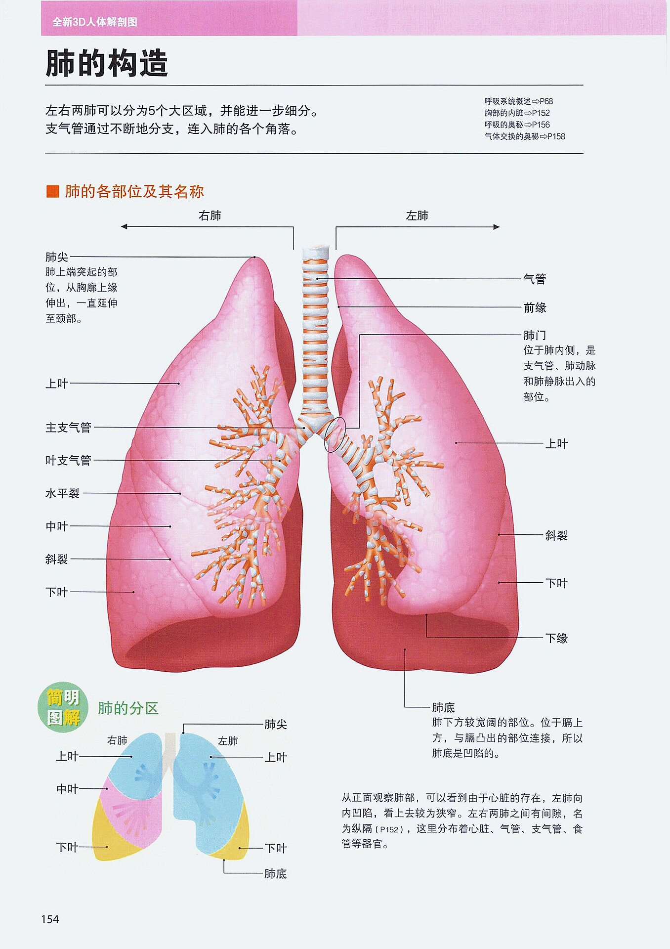 肺的结构